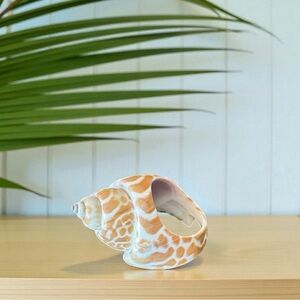 Natural Polished Seashell Statement Ring – Bought in Hawaii